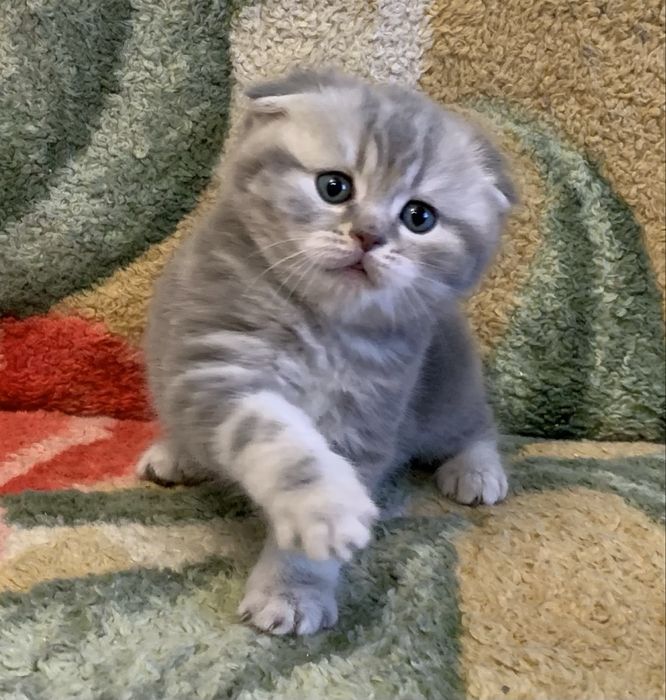 Скоттиш Фолд малыш