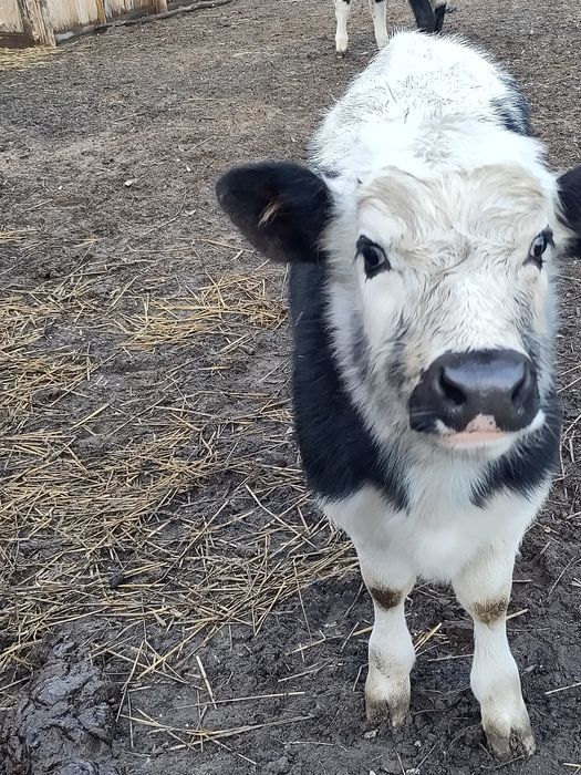 Krowa białogrzbieta, białogrzbiet