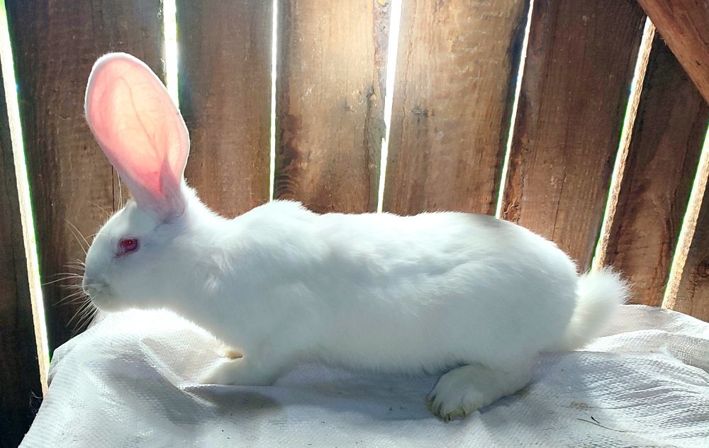 Belgijski olbrzym biały