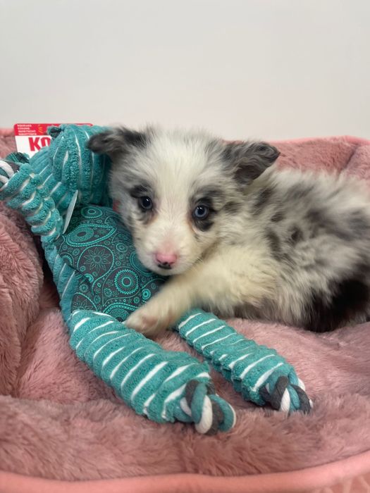 Border collie Femea Blue merle