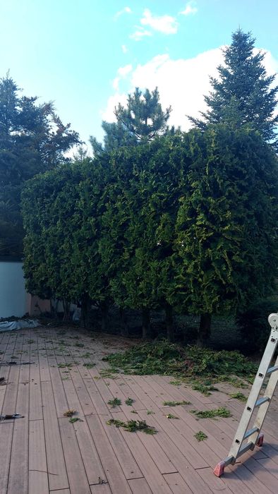 Послуги садівника. Обробка рослин від шкідників та хвороб.