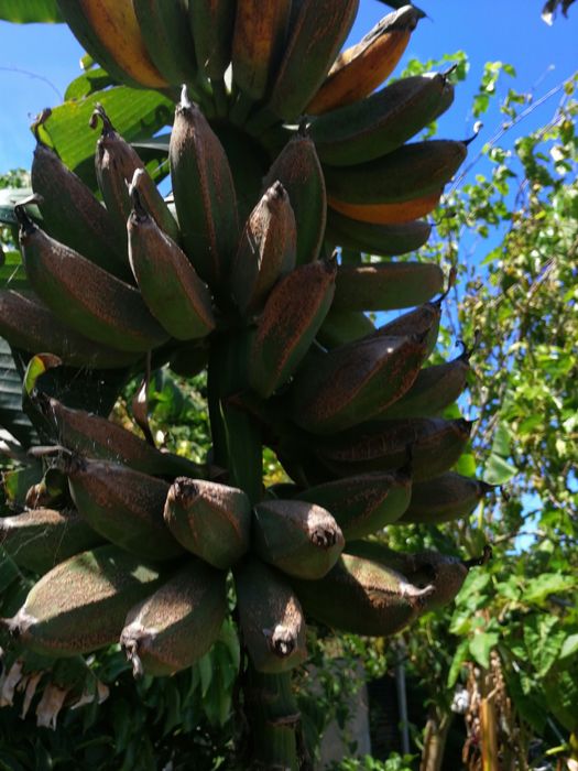 Bananeira de varios tamanhos