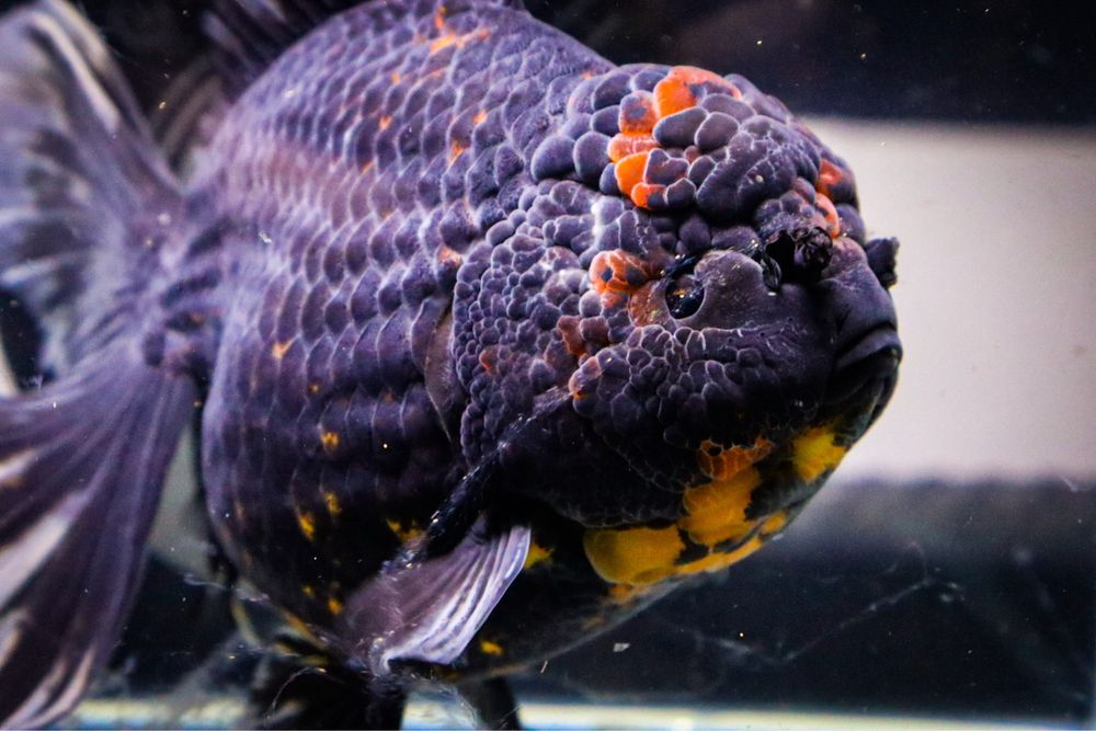 Oranda Black Tiger Jumbo RARIDADE