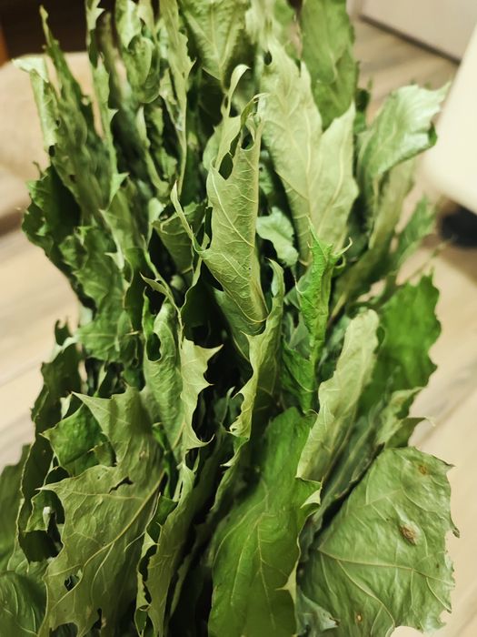 Віники для бані, і відпочинку.