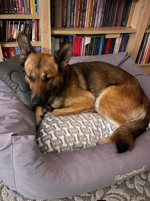 Delikatna Śliwka szuka domu