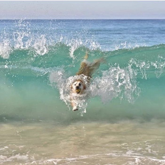 Вязка Голден- золотистый ретривер