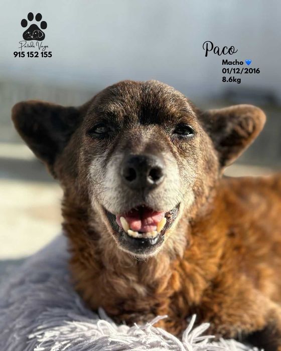 Cão para adoção (Paco)