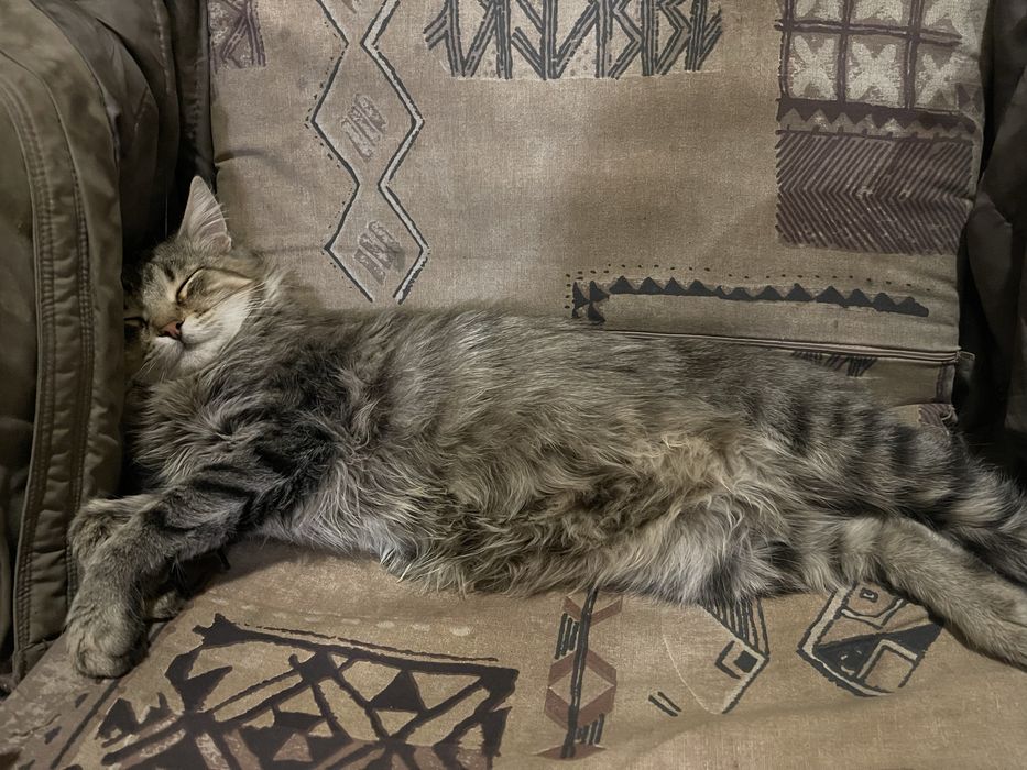 БЕЗКОШТОВНЕ пухнасте щастя Миргород