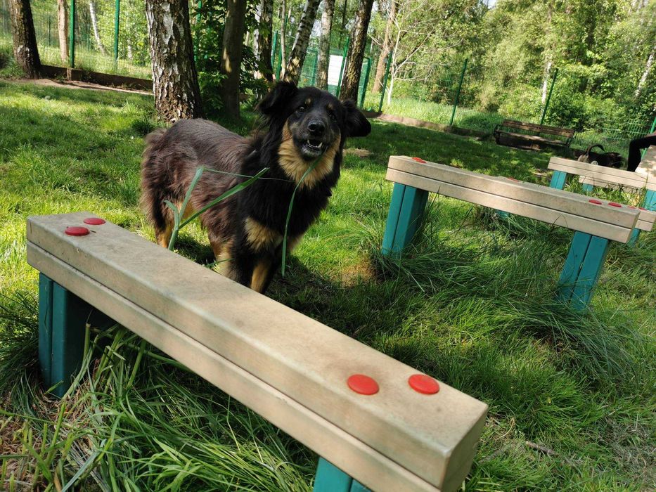 Insia wycofana suczka w schronisku ..