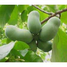 PawPaw saqueta com 10 sementes. O preço inclui portes CTT.
