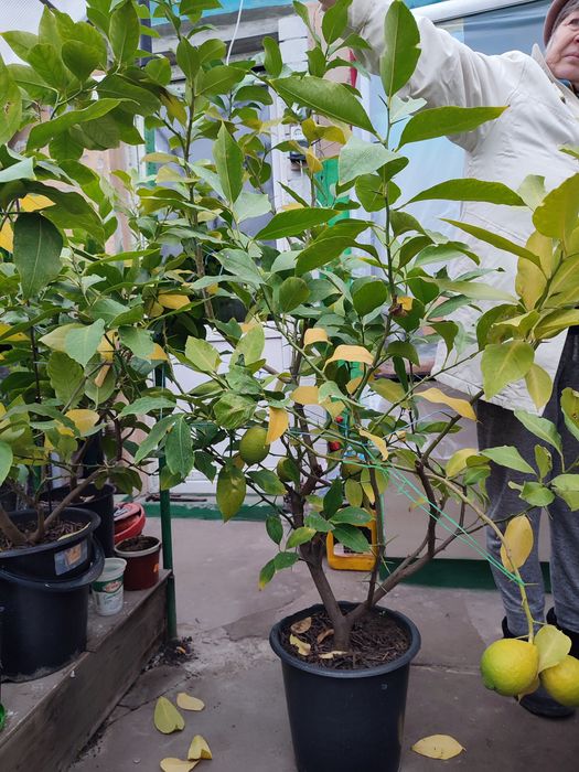 Лимон, дерево лимона