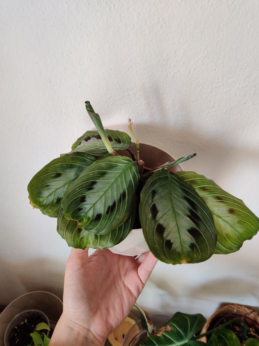 Maranta black planta rara