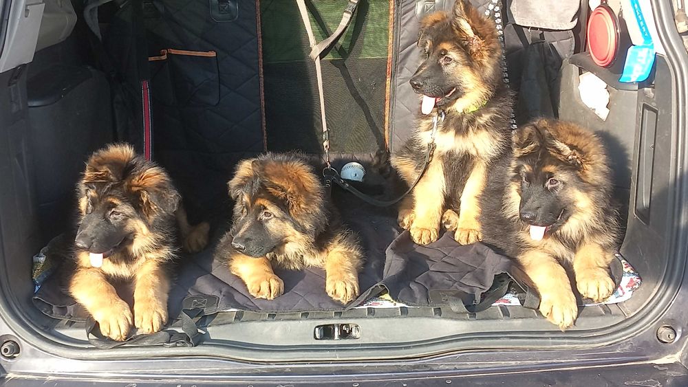 Цуценчта довгошерстної овчарки