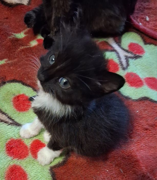 Котята, коты и кошки бесплатно