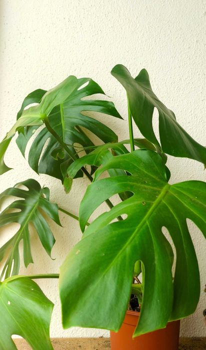 Costela-de-Adão (monstera) - planta interior/exterior