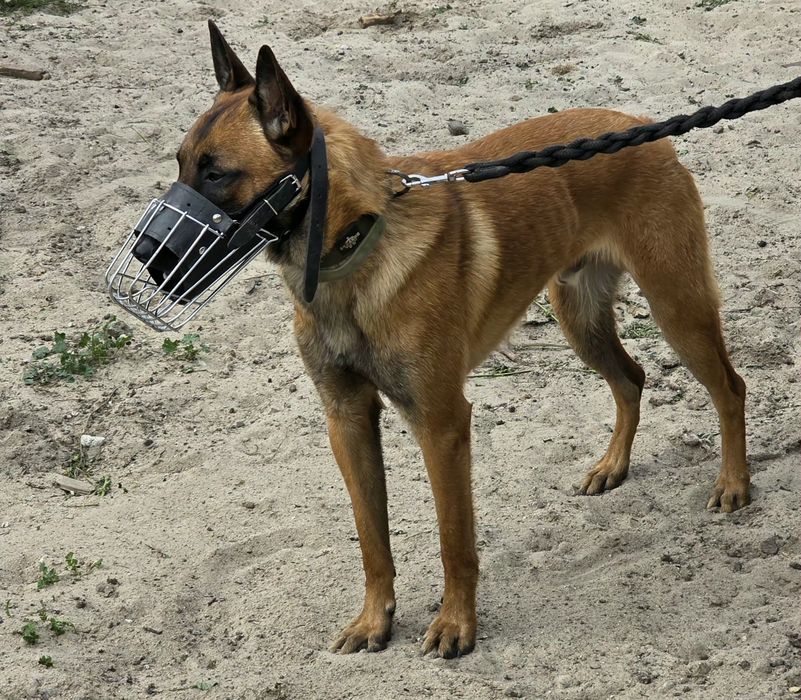 Owczarek belgijski malinois samiec