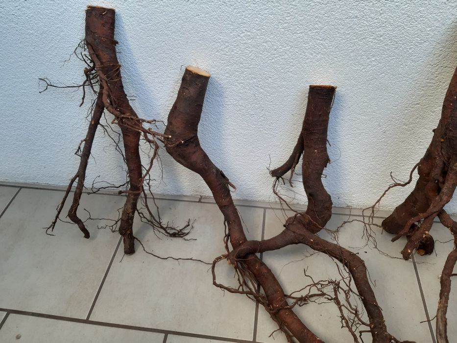 Korzenie do akwarium/terrarium.