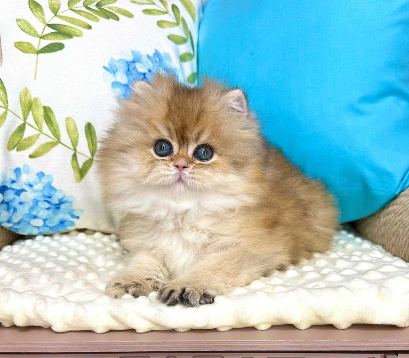 Британський довгошерстий хлопчик Гоша
