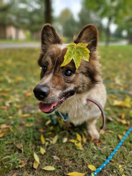 Kolejna zima za kratami i tak od kilku lat. Nikt go nie chce
