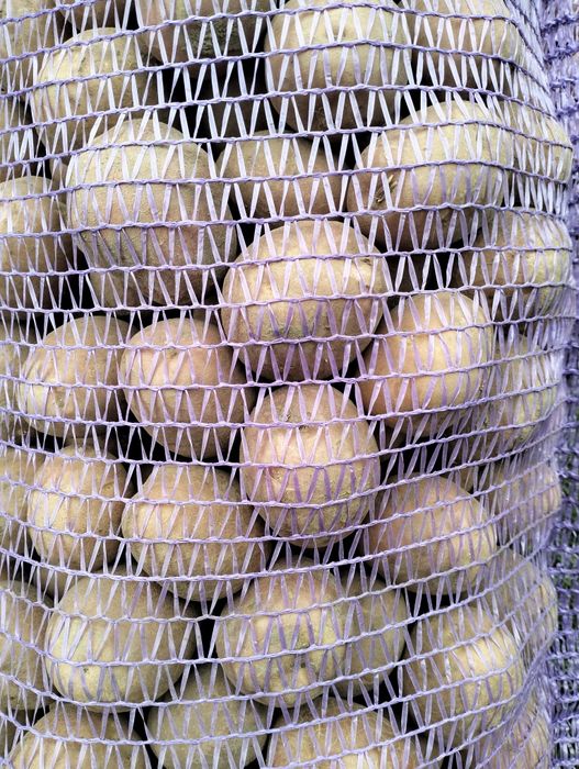 Продам насіннєву картоплю, сорт "Белла Роса"