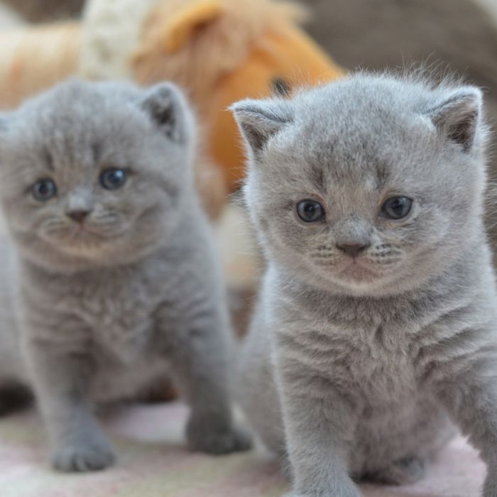 Британцы  котята не дорого