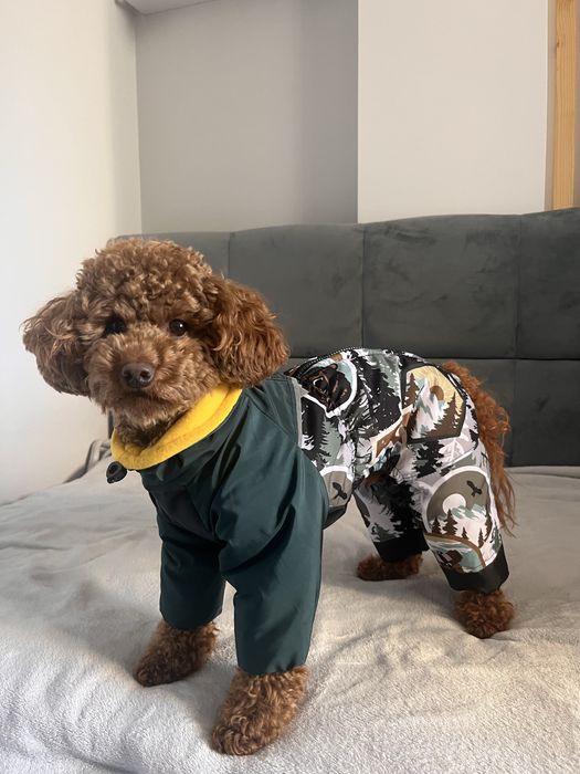 Карликовий пудель вʼязка