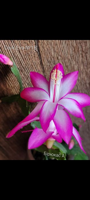 Шлюмбергера сортова