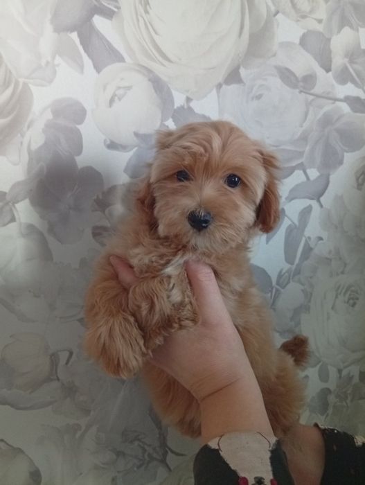 Мальтіпу дівчинка.