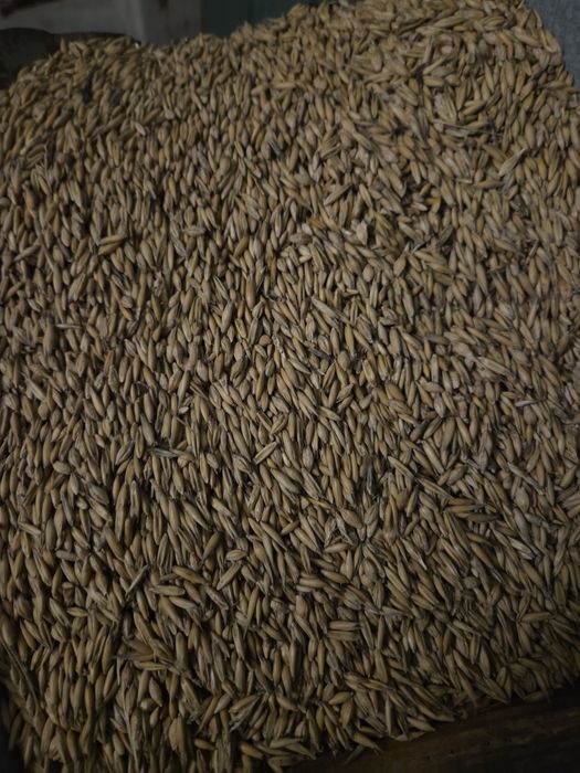 Owies z jęczmieniem