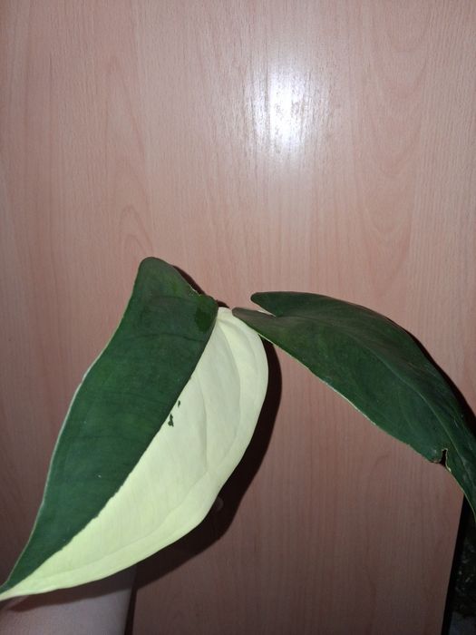 Syngonium chiapense variegata
