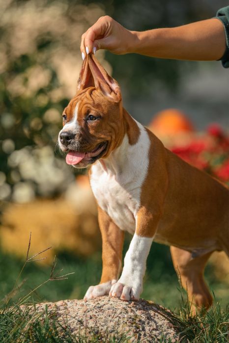Щенки Amstaff. Документы КСУ, тестированные родители