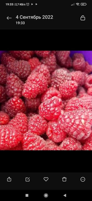 Саджанці малини продам