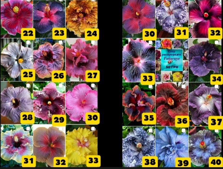 ГІБІСКУС  відростки