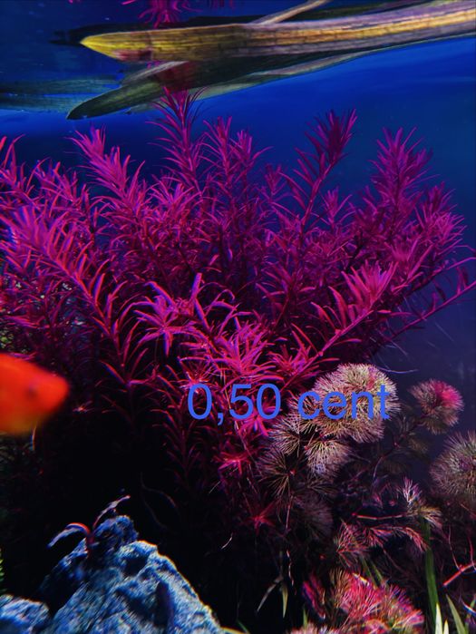 Plantas aquario avulso ou em pack