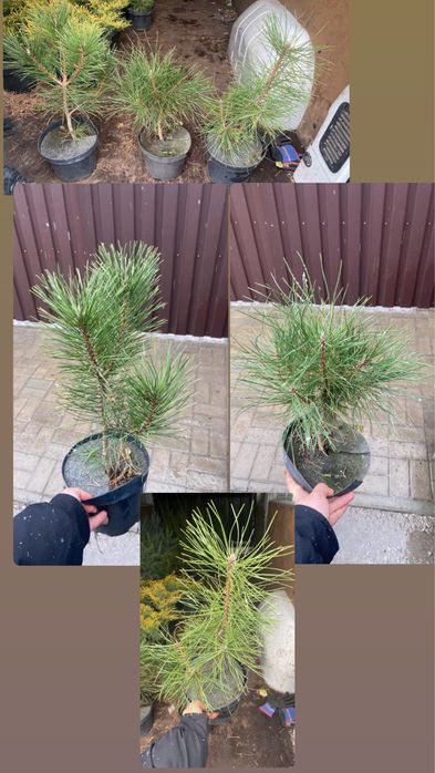 Саженцы - Ель, Смерека , сосна, туя