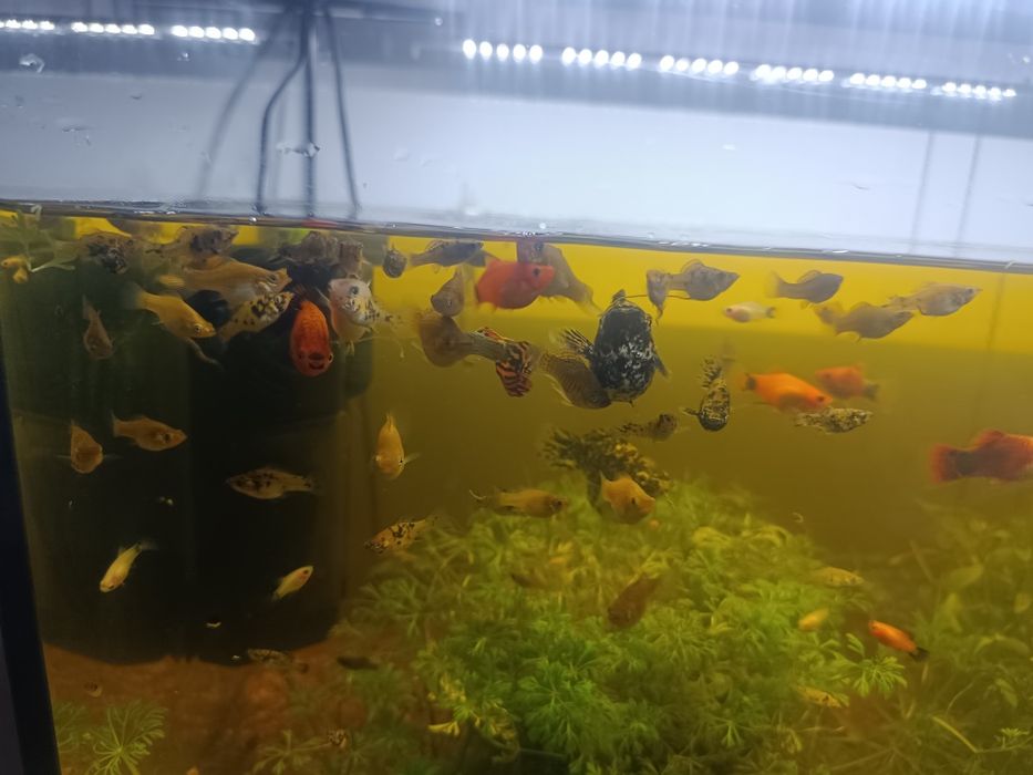 Muitos peixes  de água quente