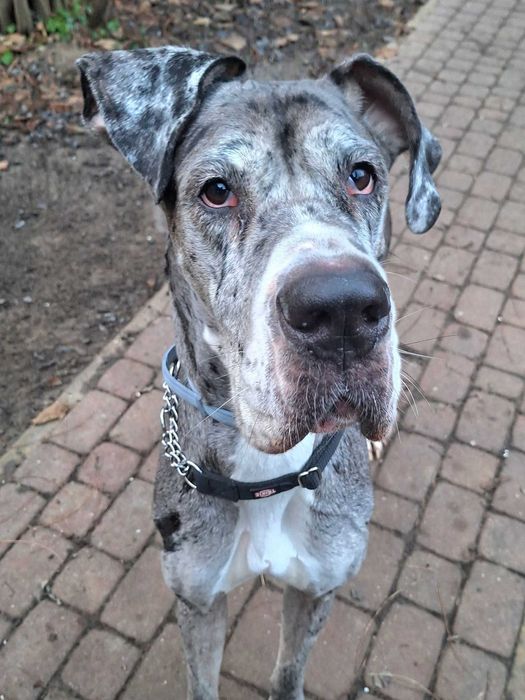 Dog niemiecki merle do adopcji