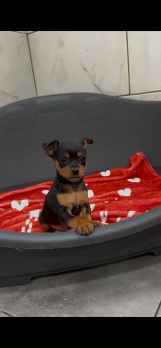 Pinscher macho miniatura