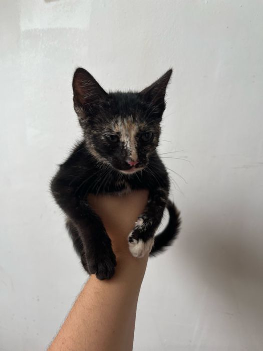 Adoçao gatinha 2 meses