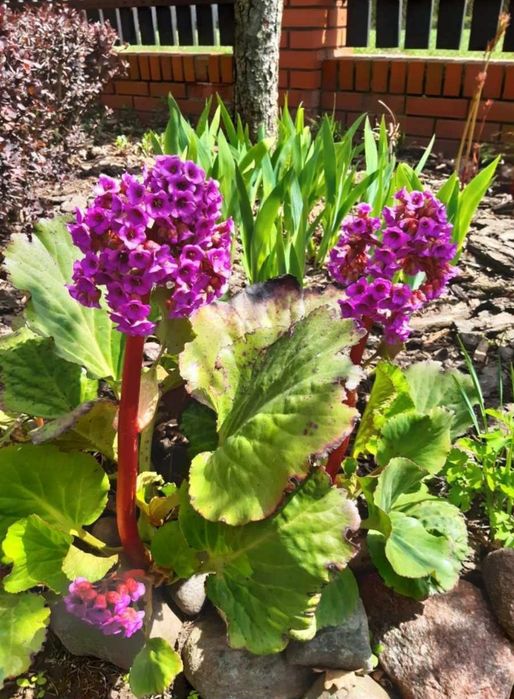 Oddam byliny różne