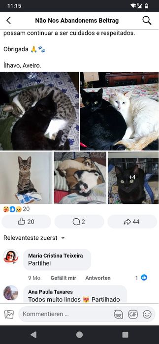 Gattos 1 anos, castrado