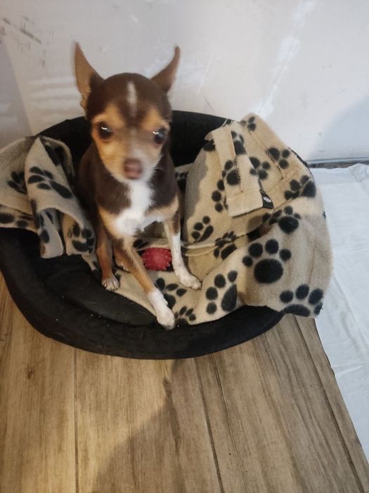 Перетримка тварин  Київ цілодобово зооотель передержка