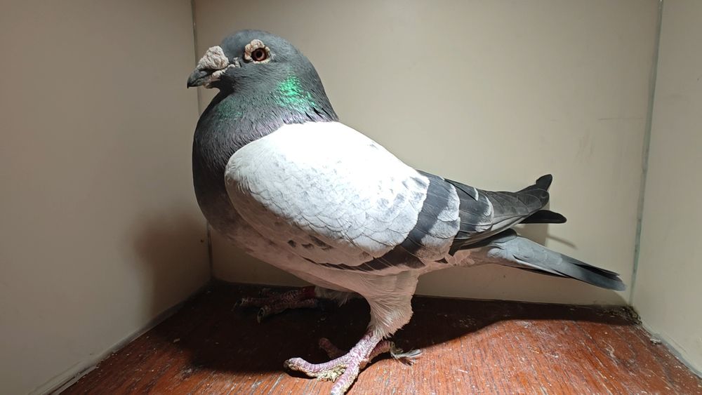 Sprzedam młode gołębie 2026