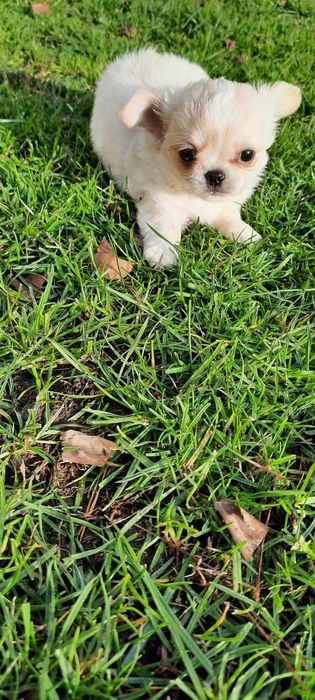 Piesek chihuahua długowłosy