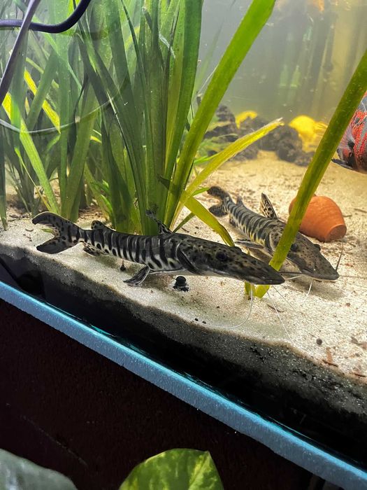 TSN - Tiger Shovel Nose Catfish (Pseudoplatystoma Fasciatum)