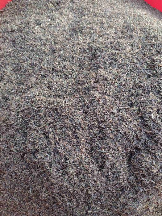 Tymianek nasienny 2025 liść