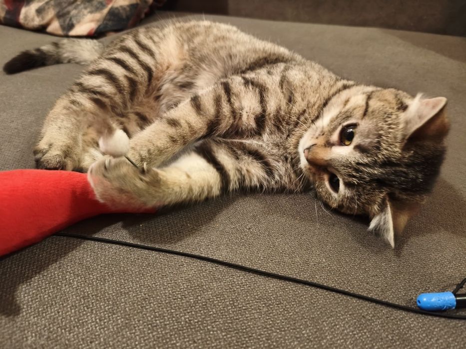 Квасолька шукає дім