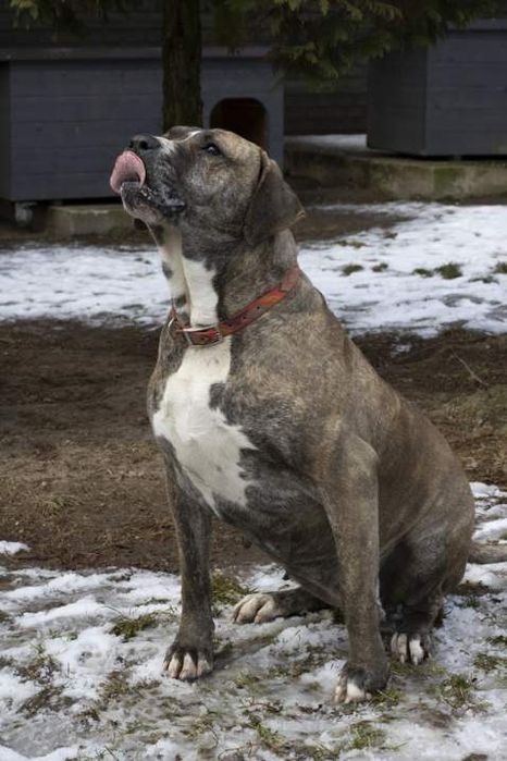 Suczka około 3 lata