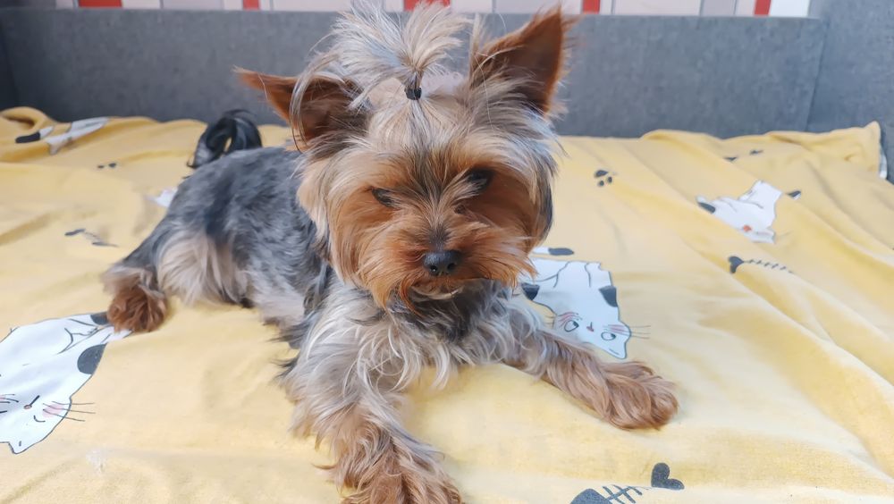 Бронювання цуценят Йорширського терьєра.