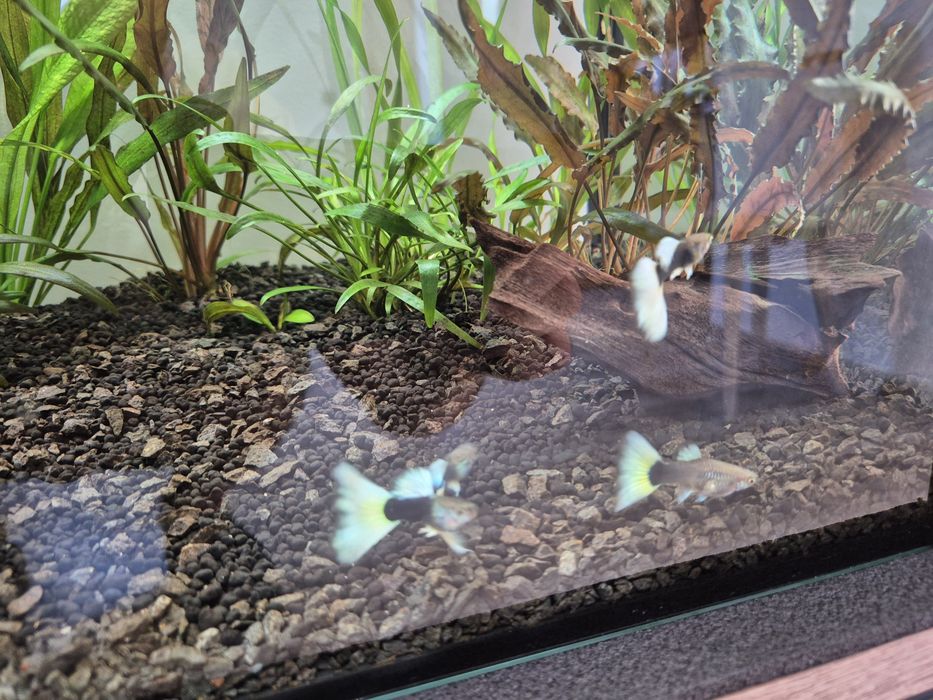Gupik HB pastel 5 cm